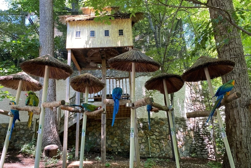 parrots at Parrot Mountain and Gardens in Pigeon Forge TN