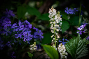 wildflowers in the great smoky mountains