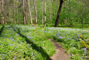 trail along the spring wildflower pilgrimage in the great smoky mountains