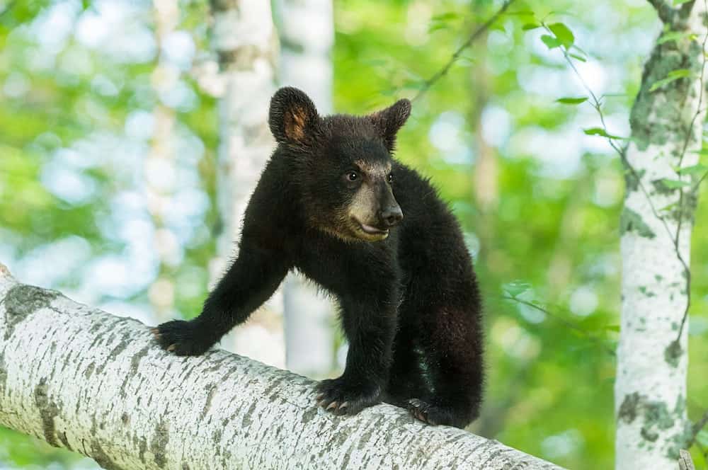 A black bear cub in a tree in the Smoky Mountains.