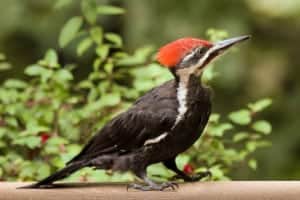 A stunning pileated woodpecker.