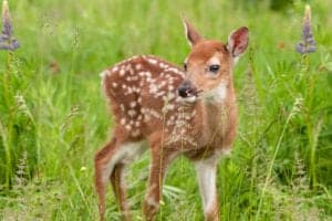 A white-tailed deer fawn in a field.