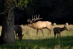 Male and female elk in the Smoky Mountains.