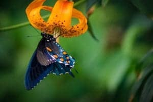 butterfly on flower in the Smoky Mountains