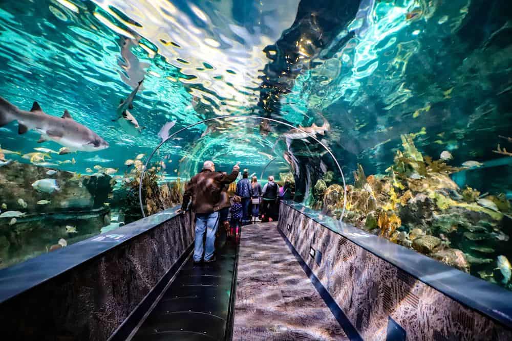 Ripley's Aquarium in Gatlinburg